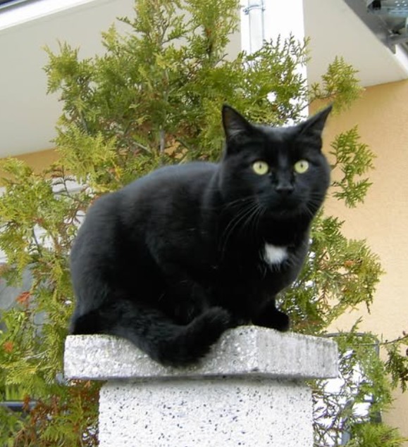 Ein Bild, das Hauskatze, Katze, Baum, S�ugetier enth�lt.

KI-generierte Inhalte k�nnen fehlerhaft sein.